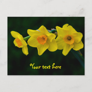 Carte postale Trio Daffodils