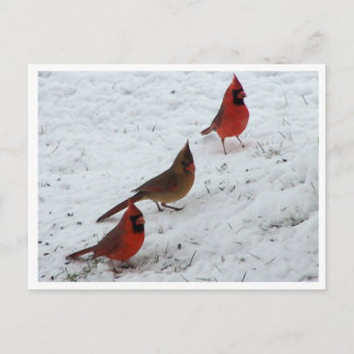 Carte Postale Trio de cardinaux