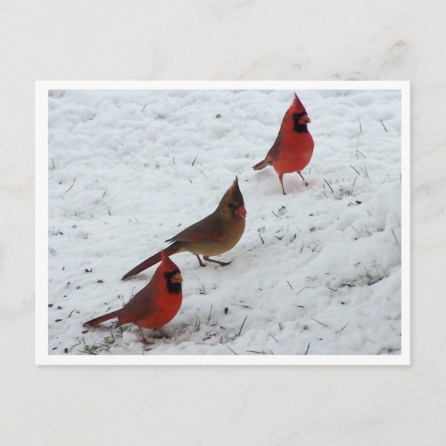 Carte Postale Trio de cardinaux (Devant)