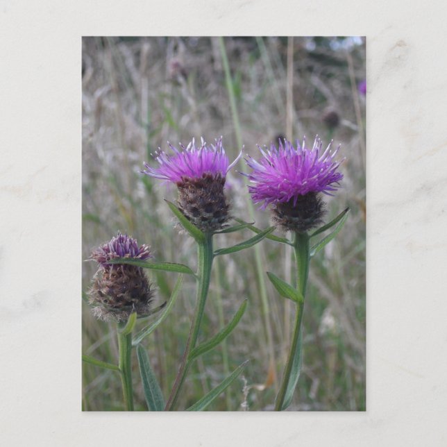 Carte Postale Trio de chardons violets (Devant)