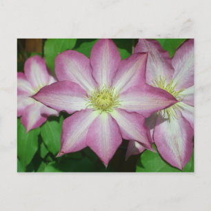Carte Postale Trio de Clematis Pink and White Spring Vine