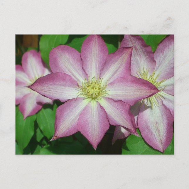 Carte Postale Trio de Clematis Pink and White Spring Vine (Devant)