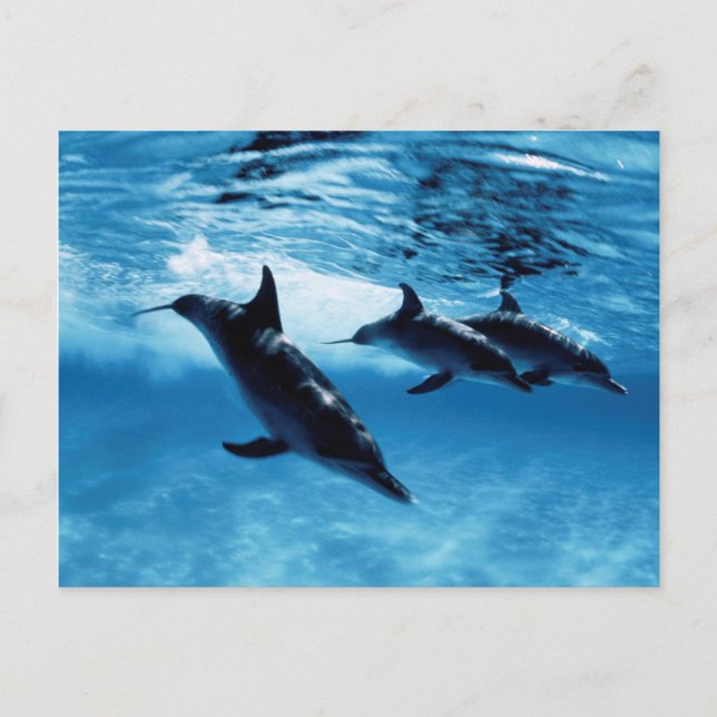 Carte Postale Trio de dauphins (Devant)