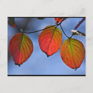 Carte Postale Trio de feuilles d'automne illuminées colorées