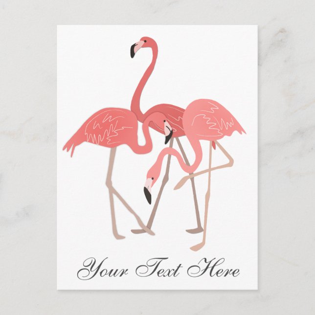 Carte Postale Trio de flamants roses (Devant)