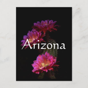 Carte Postale Trio de fleurs de cactus de printemps