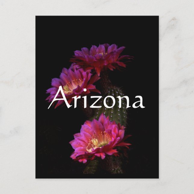 Carte Postale Trio de fleurs de cactus de printemps (Devant)