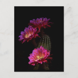 Carte Postale Trio de fleurs de cactus de printemps
