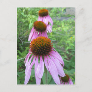 Carte Postale Trio de fleurs de cône
