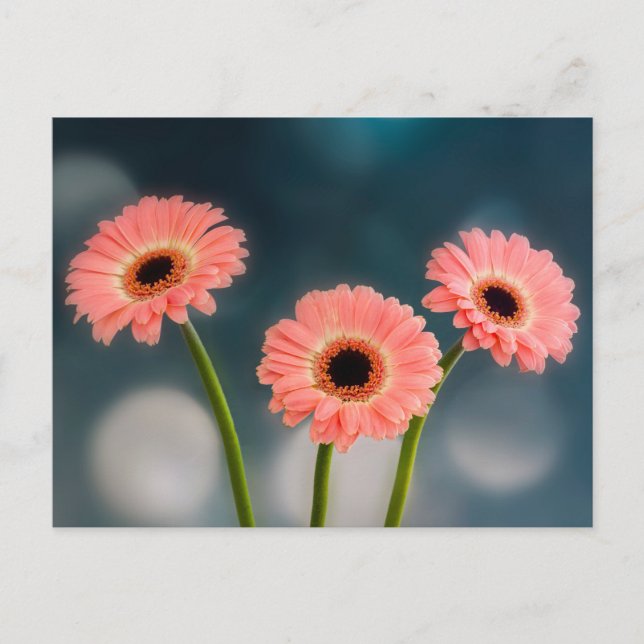 Carte postale : Trio de gerbera roses (Devant)