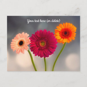 Carte Postale Trio de Gerberas Postcard