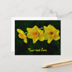 Carte postale Trio de jonquilles