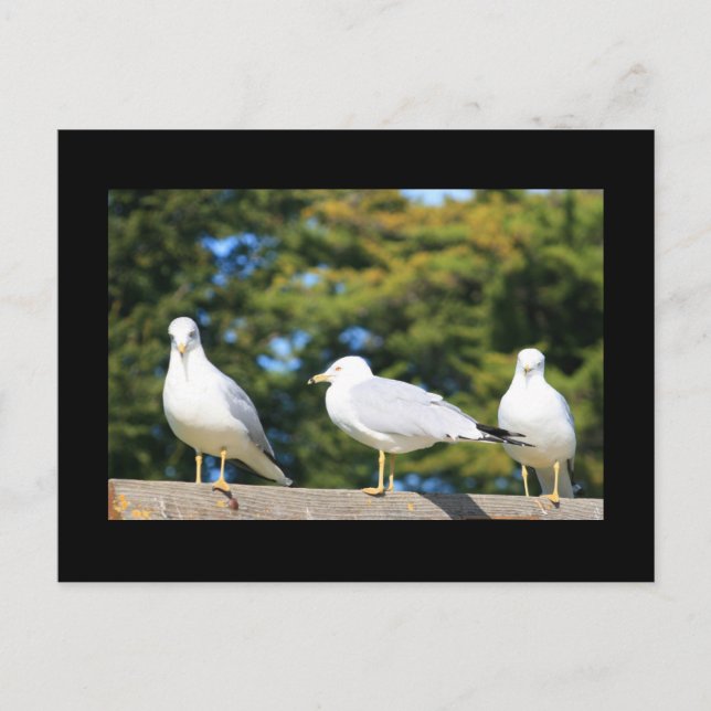 Carte Postale Trio De Mouettes (Devant)