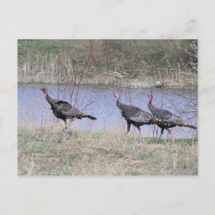 Carte Postale Trio de Turkey