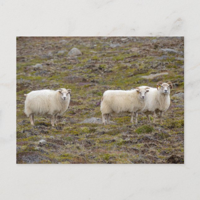 Carte Postale Trio des moutons, Islande (Devant)