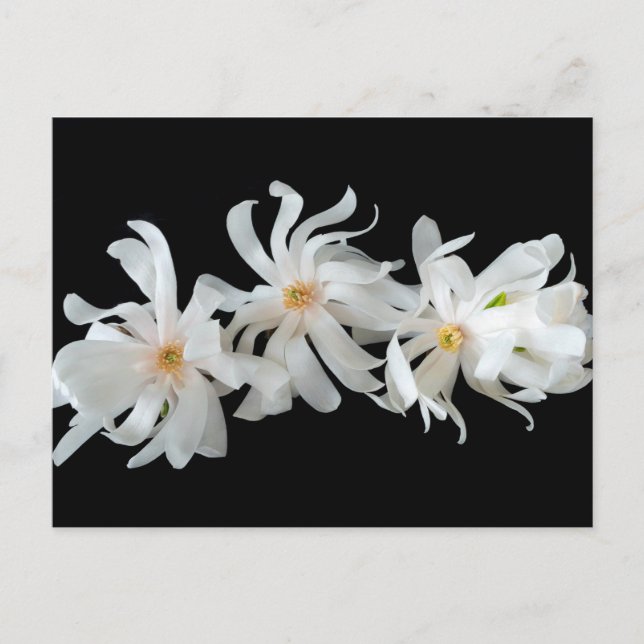 Carte Postale Trio Fleur Magnolia sur Noir (Devant)