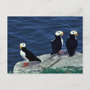 Carte Postale Trio Puffin à cornes