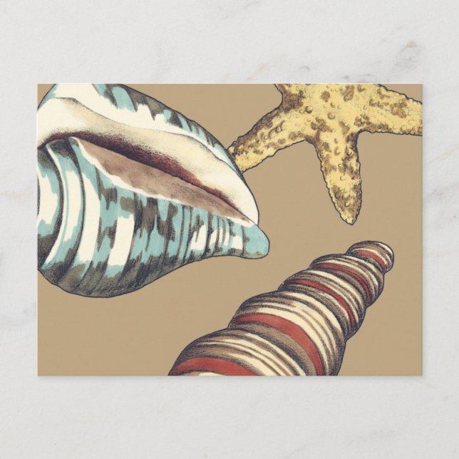 Carte Postale Trio Shell sur Khaki (Devant)