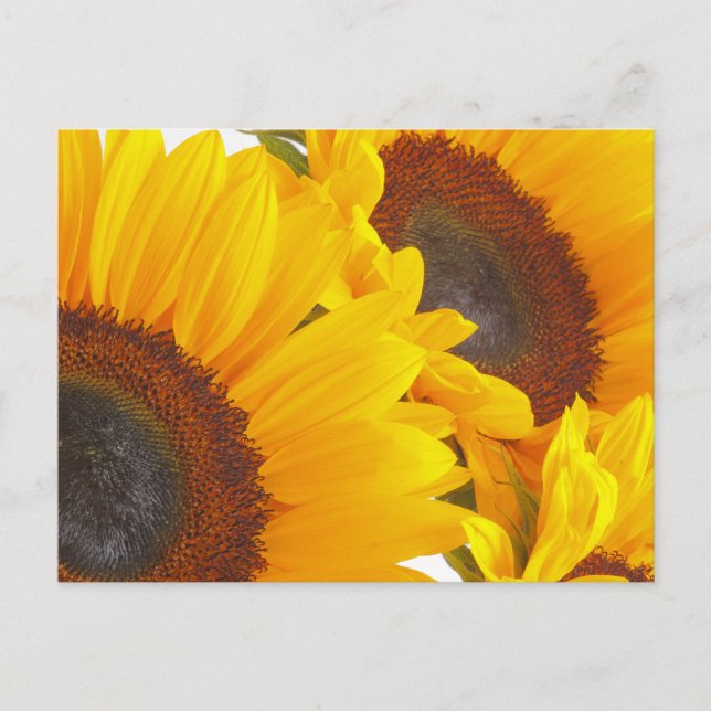 Carte Postale Triplettes de tournesol (Devant)