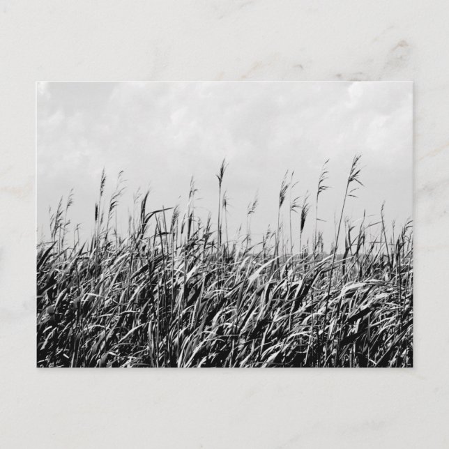 Carte Postale Triptyque dunaire III (Devant)