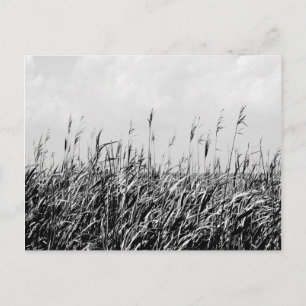 Carte Postale Triptyque dunaire III