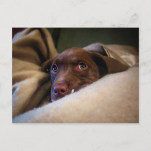 Carte Postale Triste Chien de chiot du laboratoire de chocolat P