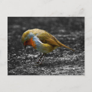 Carte Postale triste robin