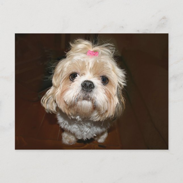 Carte Postale triste shih tzu (Devant)