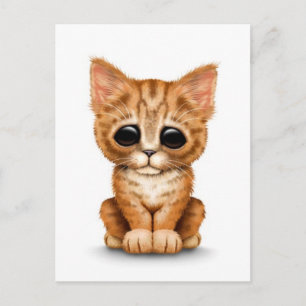 Carte Postale Triste Tabby Kitten Chat orange cuite blanc