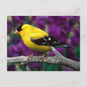 Carte Postale Triston d'or américain (Spinus tristis)