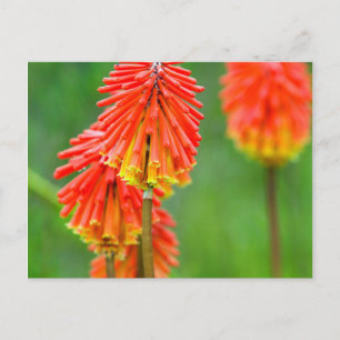 Carte Postale Tritoma (Kniphofia Uvaria), Cap-Occidental
