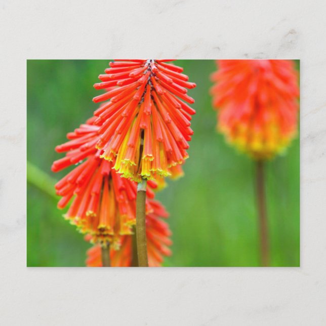 Carte Postale Tritoma (Kniphofia Uvaria), Cap-Occidental (Devant)