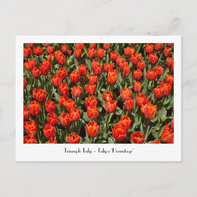 Carte postale TRIUMPH TULIP Tulipa 'Hermitage' (Devant)