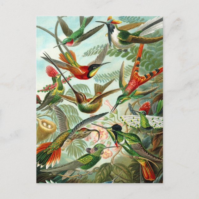 Carte postale : Trochilidae ("Colibris") de Haecke (Devant)