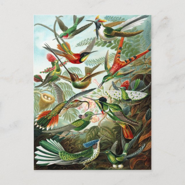 Carte Postale Trochilidae Hummingbirds, Ernst Haeckel (Devant)