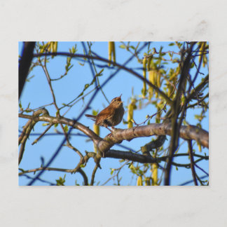 Carte Postale Troglodyte