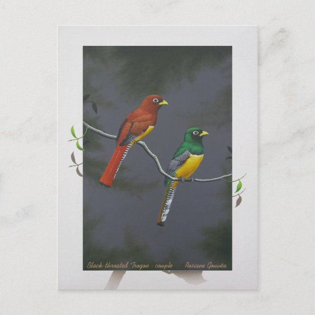 Carte Postale Trogon à gorge noire - couple (Devant)