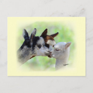 Carte postale Trois Alpacas