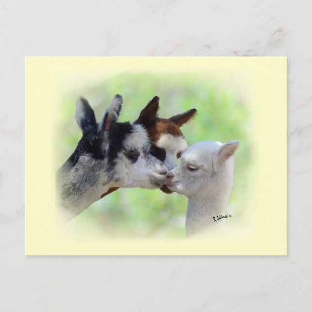 Carte postale Trois Alpacas (Devant)