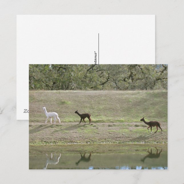 Carte postale – Trois alpagas (Devant / Derrière)