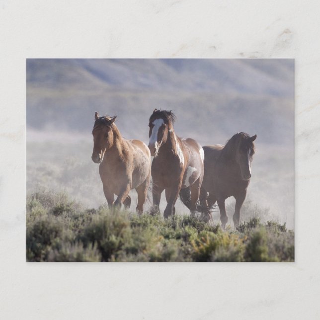 Carte Postale Trois Amigos (Devant)