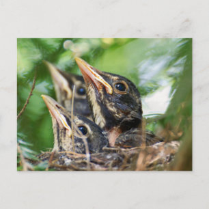 Carte Postale Trois Amigo's (baby robins dans un nid)
