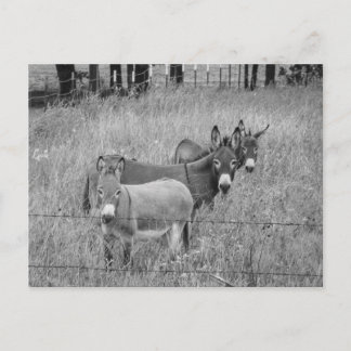 Carte Postale Trois amis