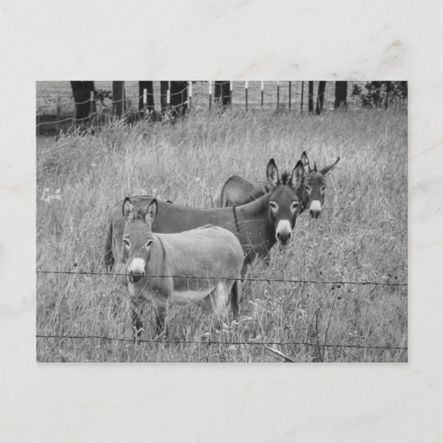 Carte Postale Trois amis (Devant)