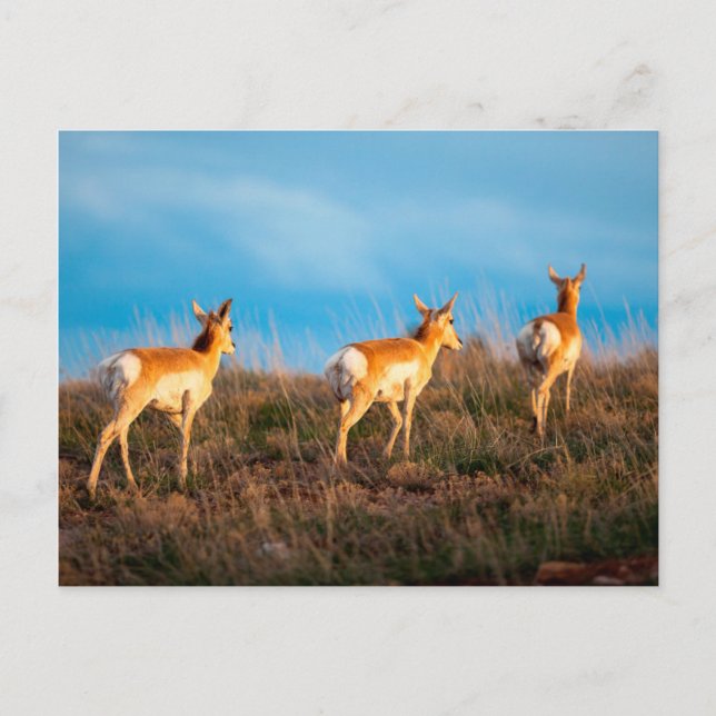 Carte Postale Trois antilopes qui se promènent au coucher du sol (Devant)