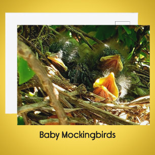 Carte Postale Trois bébés moqueurs dans la photo de faune dans l