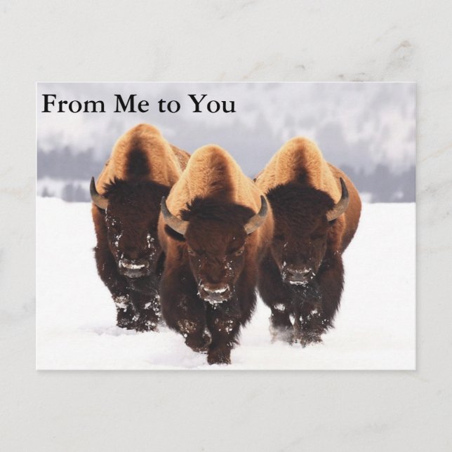 Carte Postale Trois bisons (Devant)