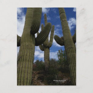 Carte Postale Trois cactus géants du Saguaro avec ciel bleu et n