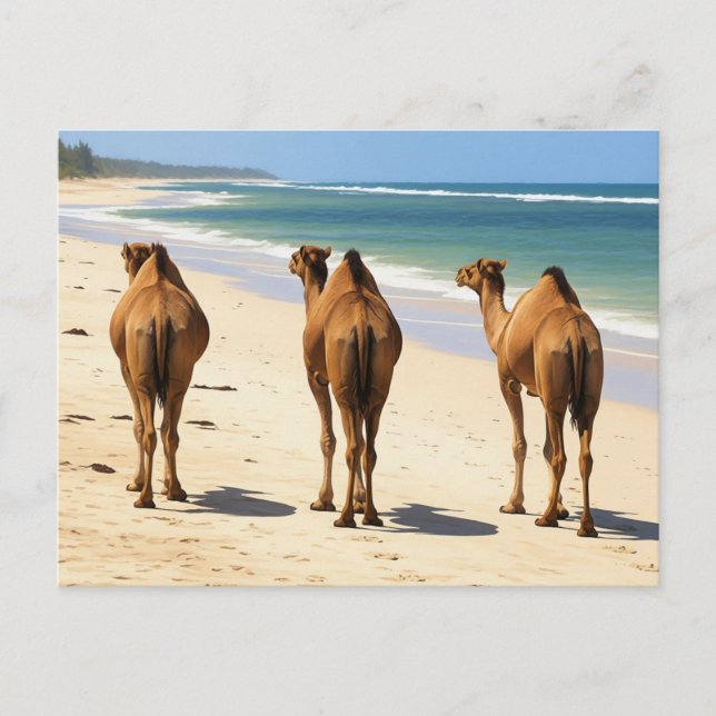 Carte Postale Trois chameaux sur la plage à Mombasa Kenya (Devant)