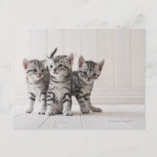 Carte Postale Trois chatons à courte distance américains
